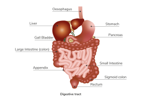 Diagram of the digestive tract - full description below.