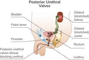 A diagram of the urinary system of a boy - full description below.